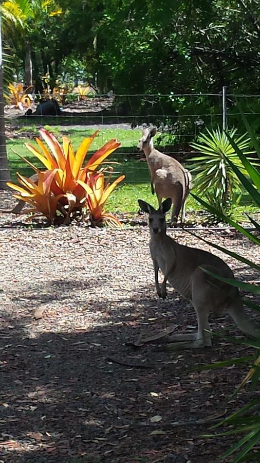 Bluegrass Bnb Bundaberg Buitenkant foto