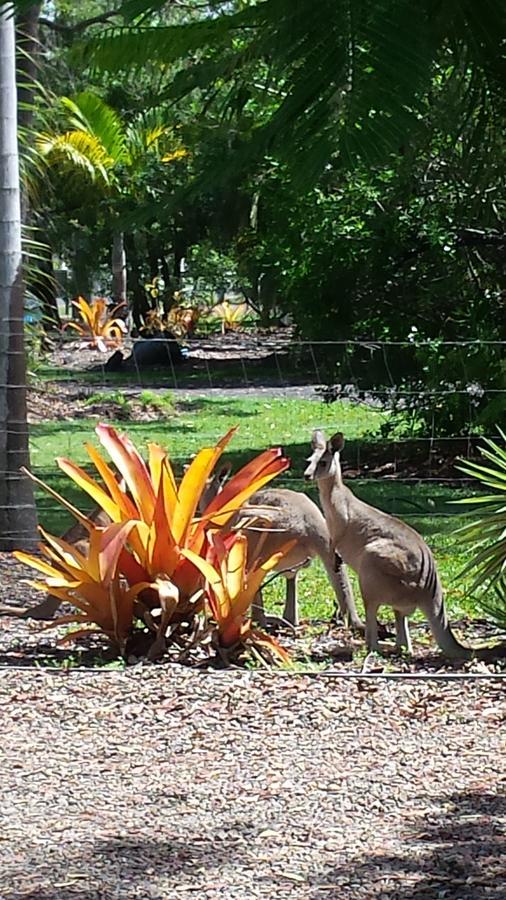 Bluegrass Bnb Bundaberg Buitenkant foto
